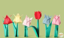 Tulipani