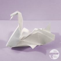 Cigno 3