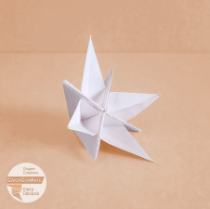 Fiore stella